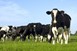 Eνημερώθηκαν οι κτηνοτρόφοι για την οζώδη δερματίτιδα
