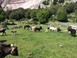 Πενήντα μέλη στην Ενωση Εκτροφέων Βραχυκερατικής φυλής βοοειδών