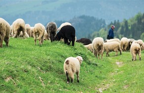 Θεσσαλοί κτηνοτρόφοι: Ζητούν καταγραφή αμνοεριφίων και πληρωμή ζωοτροφών