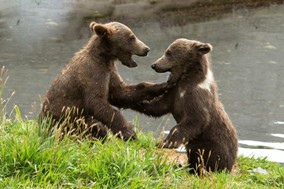 Ξύπνιες οι αρκούδες της Πίνδου - Δεν έχουν πέσει σε χειμερία νάρκη λόγω της θερμοκρασίας