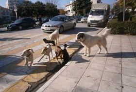 Τα σκυλιά δάγκωσαν και γυναίκα!