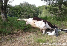 Λογγά Τρικάλων: Βρήκε αγελάδα νεκρή, δεμένη από το πόδι σε δέντρο, μέσα στο δάσος 