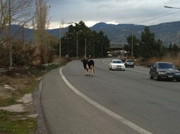Aυτοκίνητο συγκρούστηκε με …αγελάδα στο Μουργκάνι Καλαμπάκας! 