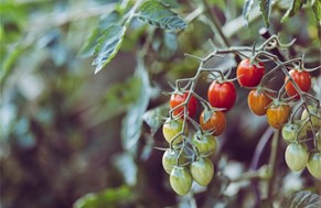 Ζημιές από περονόσπορο στις ντομάτες θερμοκηπίου της Θεσσαλίας