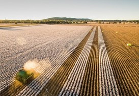 Καλές προοπτικές για περισσότερα στρέμματα βαμβακιού – Αύξηση 10% στη Θεσσαλία