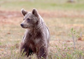 ΚΕΝΑΚΑΠ: Ιδρύεται «Κοινότητα «Έξυπνης» Συνύπαρξης με την Αρκούδα» στην περιοχή Τρικάλων-Μετεώρων