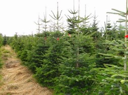 4.990 χριστουγεννιάτικα δένδρα θα κοπούν φέτος στα Τρίκαλα