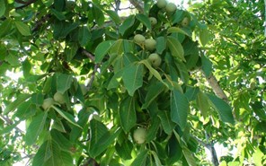 Ιδανικό το έδαφος της Θεσσαλίας για καλλιέργεια καρυδιάς