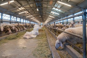 Kτηνοτρόφοι: Η "εξίσωση" δεν βγαίνει - Φόβοι για ελλείψεις αμνοεριφίων το Πάσχα