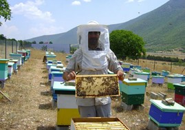 Στην εκτροφή βασιλισσών μελισσών εκπαιδεύονται οι μελισσοκόμοι της Θεσσαλίας 