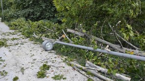 Τρίκαλα: Πτώσεις δένδρων από το ξαφνικό μπουρίνι - Άμεση επέμβαση του Δήμου 