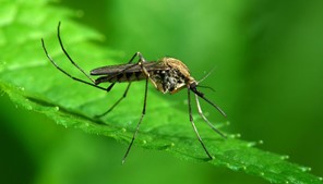 20 Αυγούστου: Παγκόσμια Ημέρα κατά των Κουνουπιών