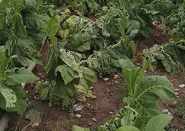 Ζημιές από τη χαλαζόπτωση σε καλλιέργειες στην Καλαμπάκα 