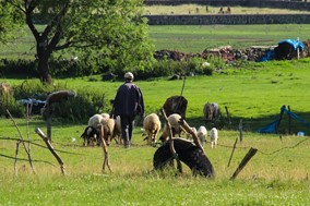 ΥΠΑΑΤ: Πώς θα κατανεμηθούν τα 89 εκατ. ευρώ στους κτηνοτρόφους