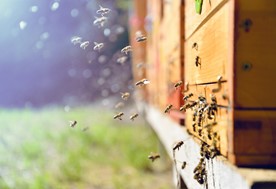 Ξεκίνησε έρανος κυψελών για τους πληγέντες μελισσοκόμους