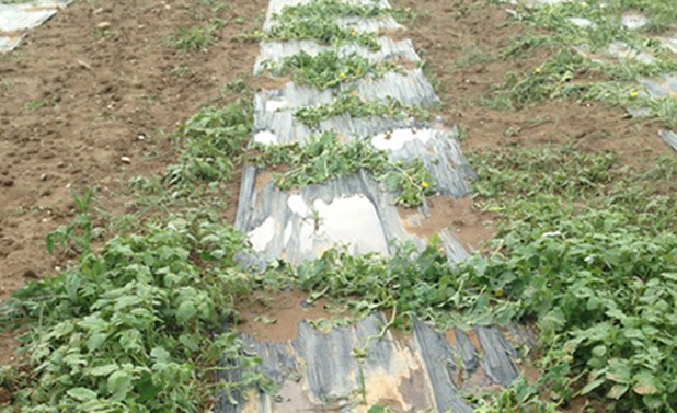 14.300 στρέμματα καλλιεργειών επλήγησαν στα Τρίκαλα από τη χαλαζόπτωση