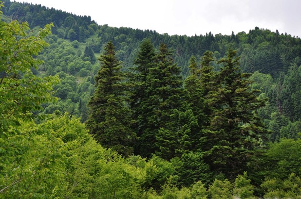 Η Ι.Μ. Δούσικου διεκδικεί δασική έκταση 17.000 (!) στρεμμάτων στο ορεινά της Πύλης