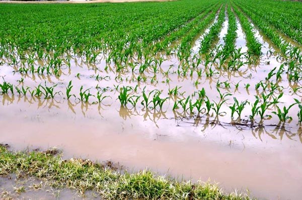 Πλημμύρισαν ξανά εκτάσεις στη Φαρκαδόνα - Ζημιές σε καλλιέργειες με σιτηρά και καλαμπόκια 